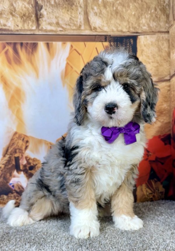 Photo of Ms. Faith the Mini-Bernedoodle puppy