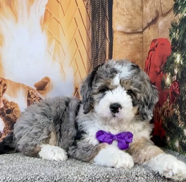Photo of Ms. Faith the Mini-Bernedoodle puppy
