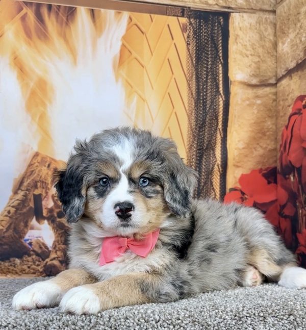 Photo of Ms. Fern the Mini-Bernedoodle puppy