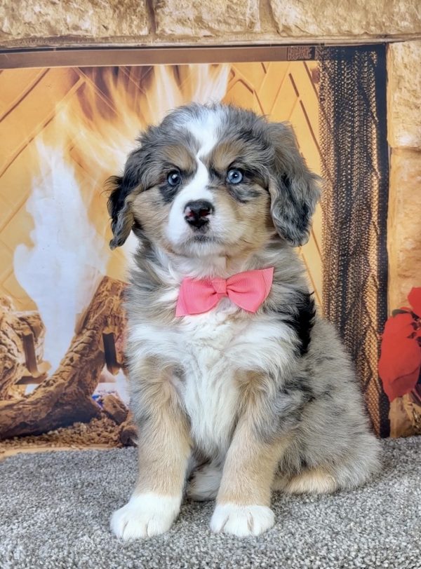 Photo of Ms. Fern the Mini-Bernedoodle puppy