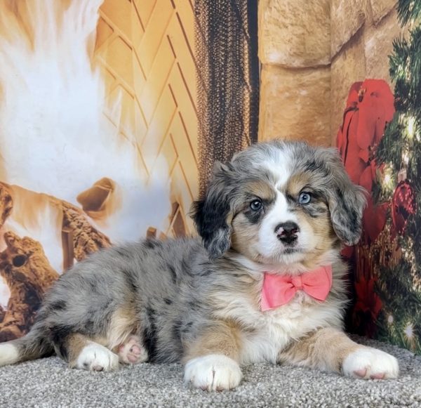 Photo of Ms. Fern the Mini-Bernedoodle puppy