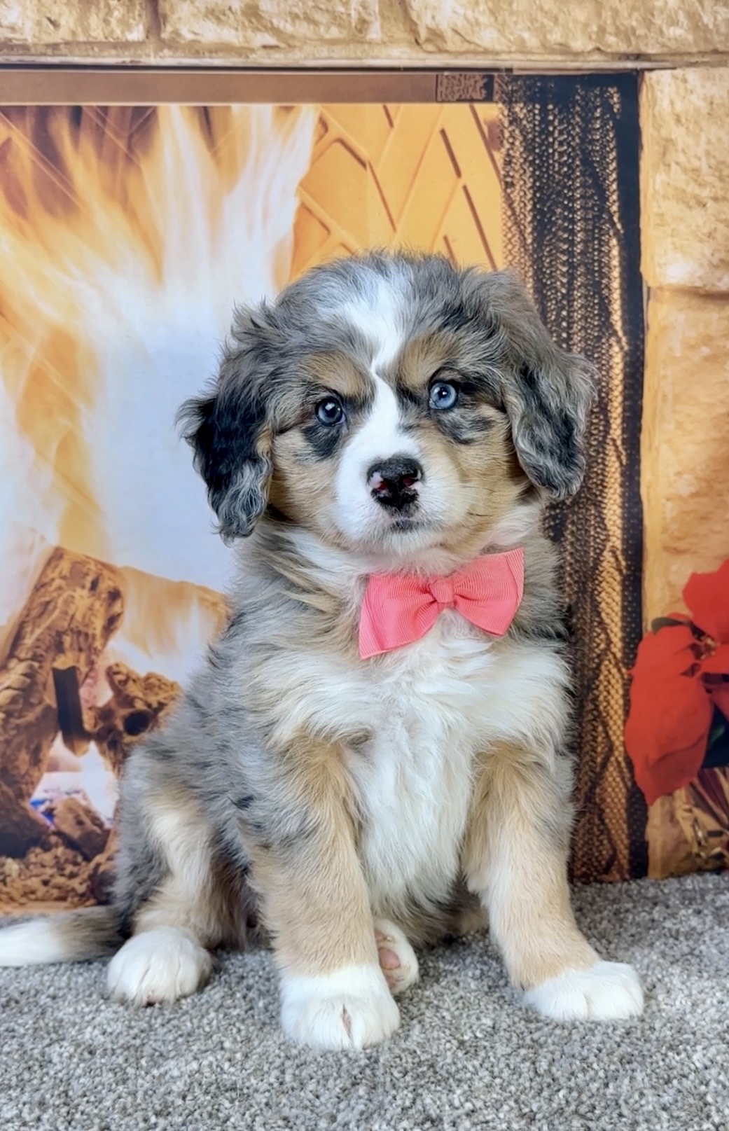 Photo of Ms. Fern the Mini-Bernedoodle puppy