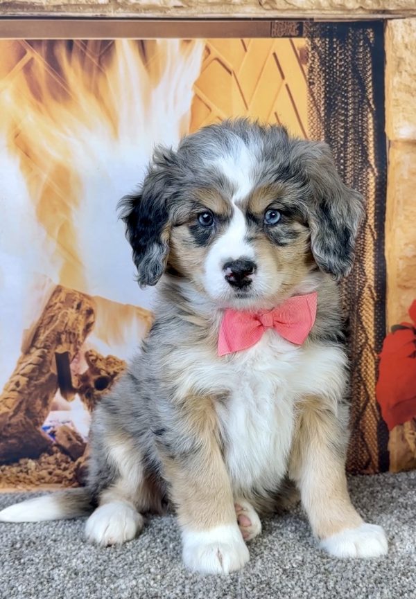 Photo of Ms. Fern the Mini-Bernedoodle puppy