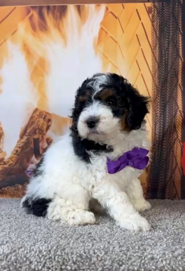 Ms. Geneva The Micro Mini-Bernedoodle - Image 4