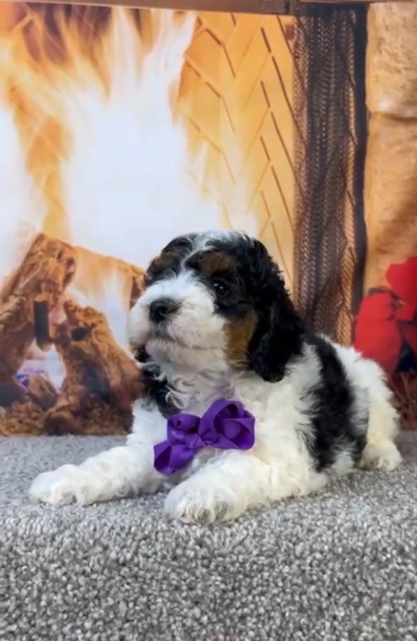 Ms. Geneva The Micro Mini-Bernedoodle - Image 3