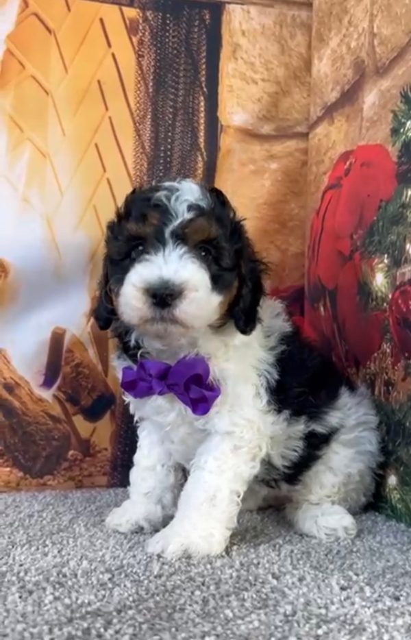 Ms. Geneva The Micro Mini-Bernedoodle - Image 2