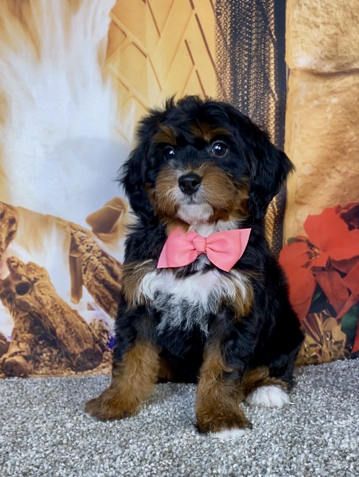 Photo of Ms. Grace the Mini-Bernedoodle puppy