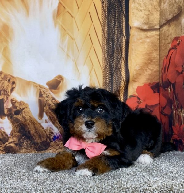 Photo of Ms. Grace the Mini-Bernedoodle puppy