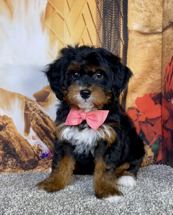 Photo of Ms. Grace the Mini-Bernedoodle puppy