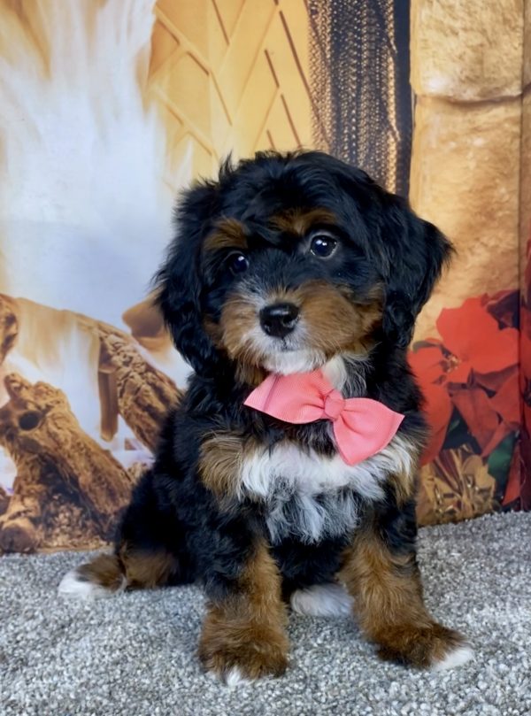 Photo of Ms. Grace the Mini-Bernedoodle puppy