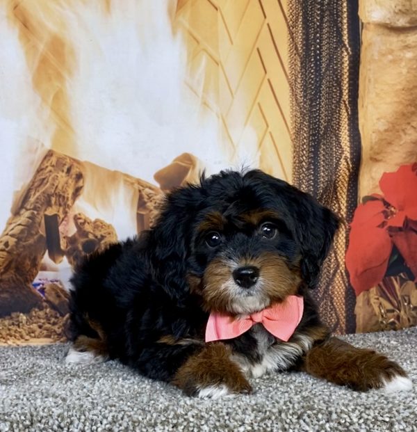 Photo of Ms. Grace the Mini-Bernedoodle puppy