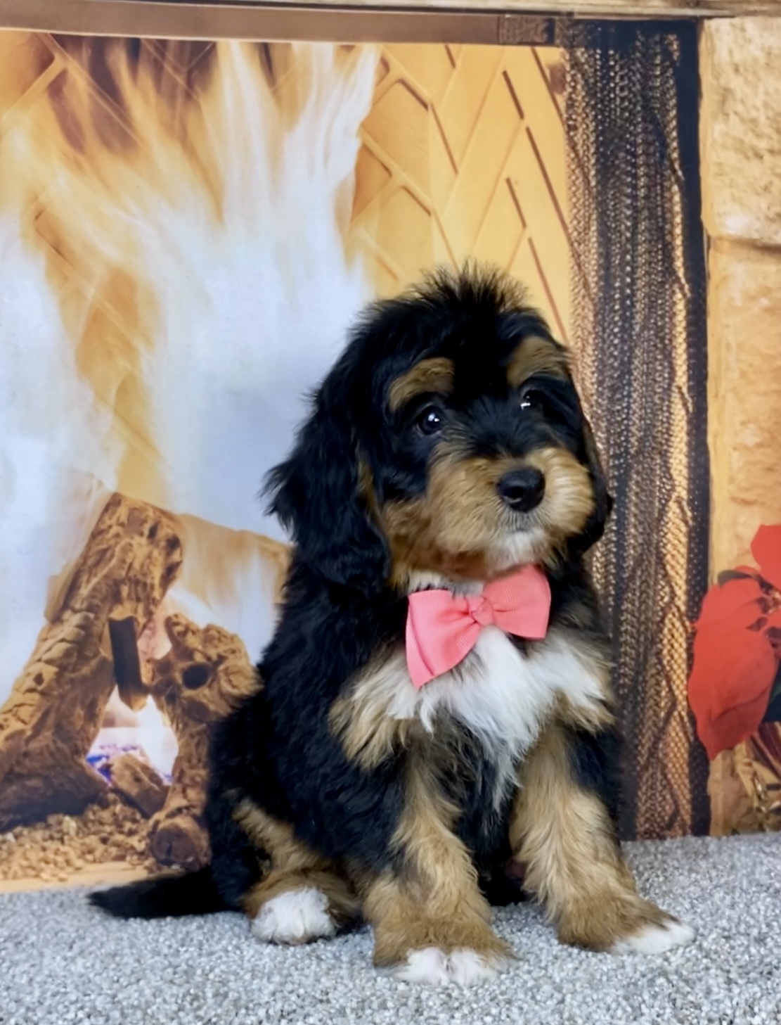 Photo of Ms. Hailey the Mini-Bernedoodle puppy