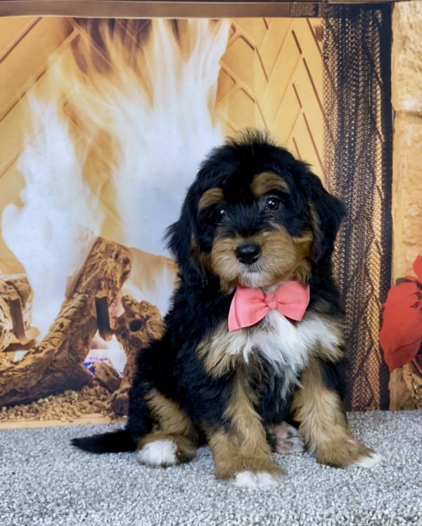 Photo of Ms. Hailey the Mini-Bernedoodle puppy