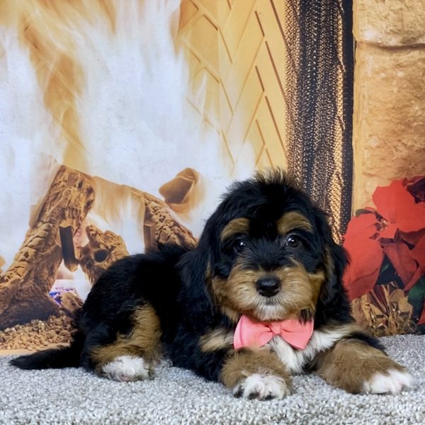 Photo of Ms. Hailey the Mini-Bernedoodle puppy