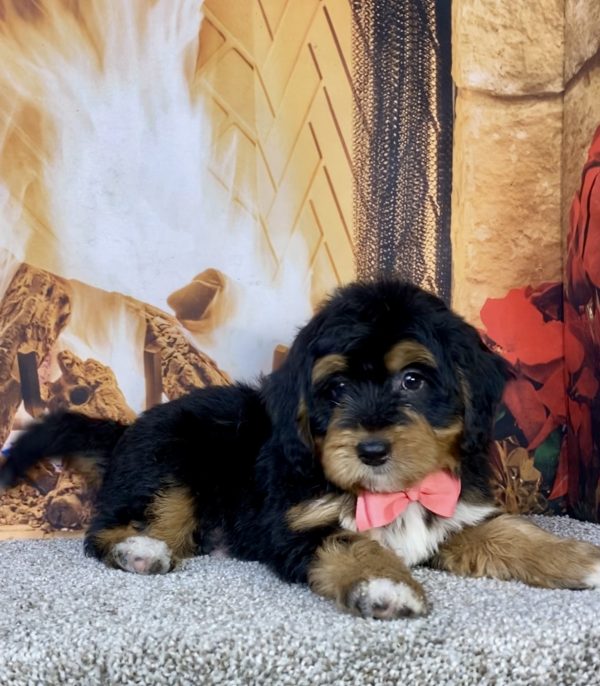 Photo of Ms. Hailey the Mini-Bernedoodle puppy