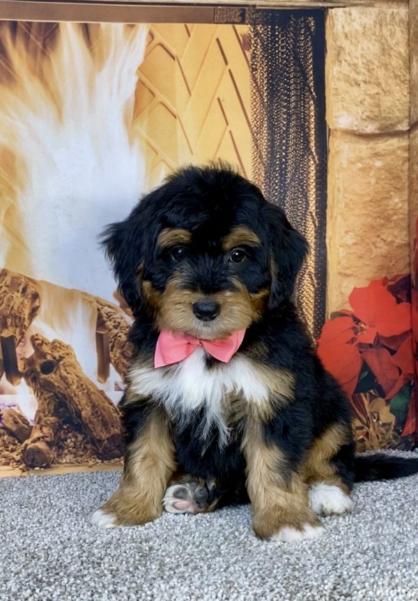 Photo of Ms. Hailey the Mini-Bernedoodle puppy