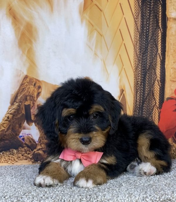 Photo of Ms. Hailey the Mini-Bernedoodle puppy