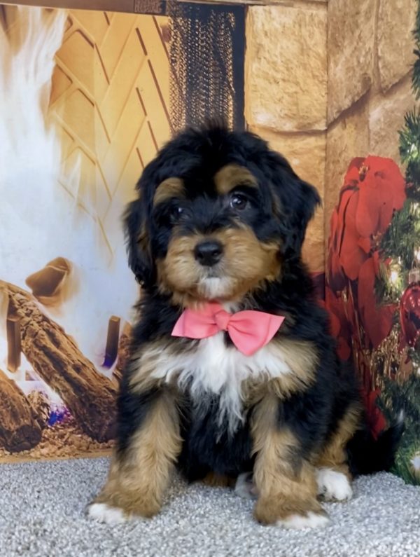 Photo of Ms. Hailey the Mini-Bernedoodle puppy