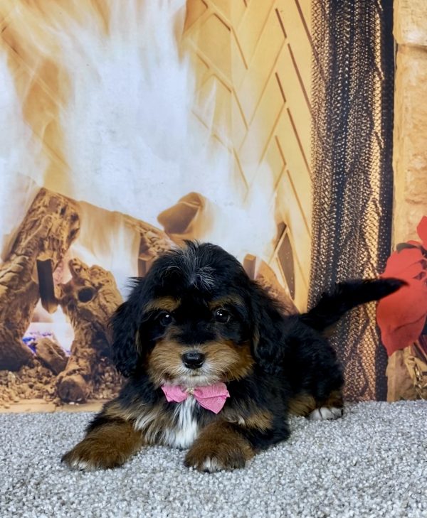 Photo of Ms. Hannah the Mini-Bernedoodle puppy