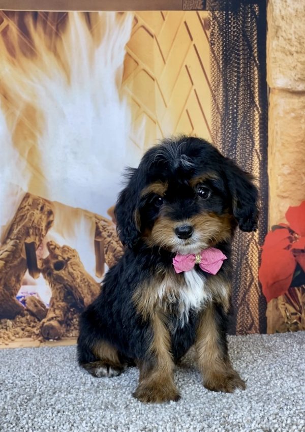 Ms. Hannah the  Mini-Bernedoodle puppy