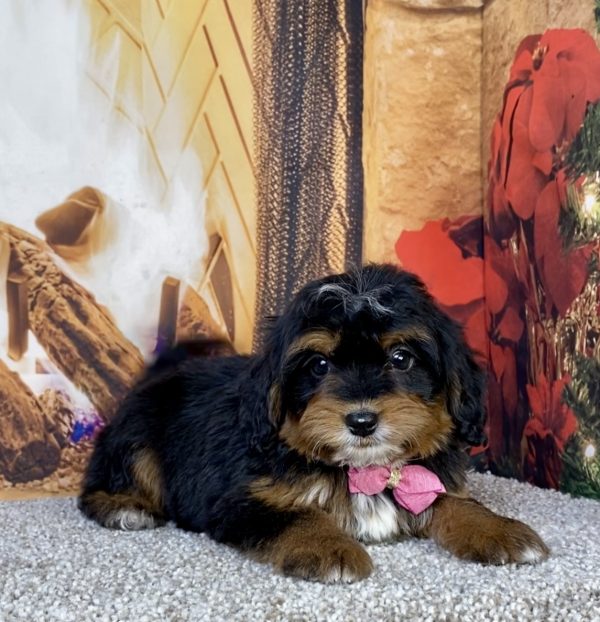 Photo of Ms. Hannah the Mini-Bernedoodle puppy