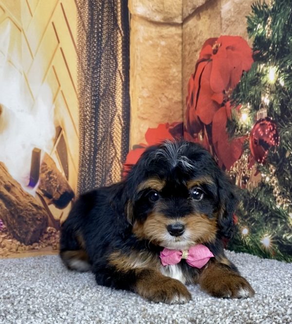 Photo of Ms. Hannah the Mini-Bernedoodle puppy