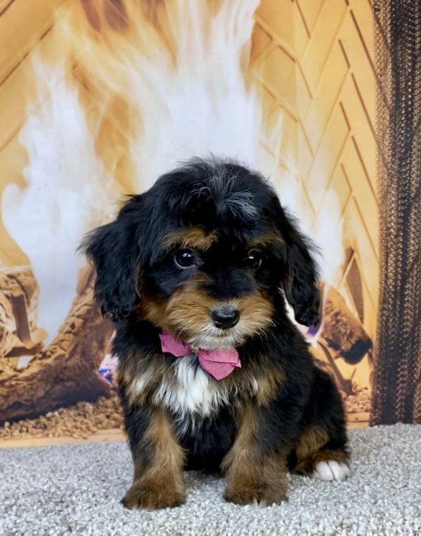 Photo of Ms. Hannah the Mini-Bernedoodle puppy