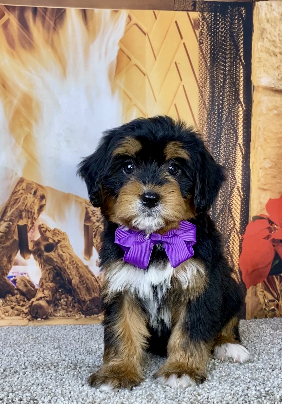 Photo of Ms. Hazel the Mini-Bernedoodle puppy