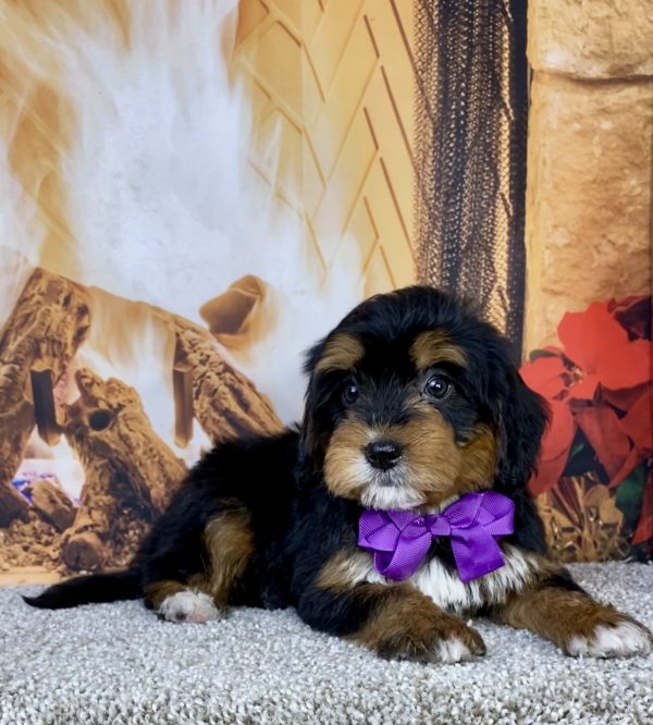 Photo of Ms. Hazel the Mini-Bernedoodle puppy