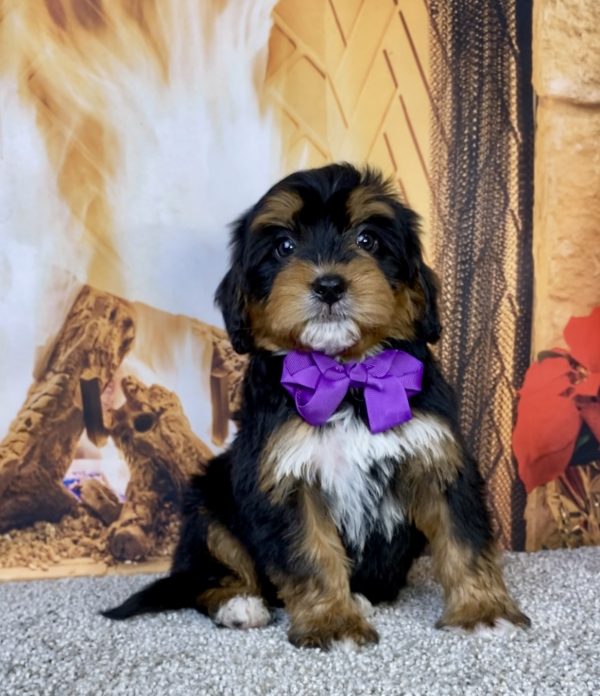 Photo of Ms. Hazel the Mini-Bernedoodle puppy