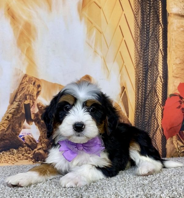 Photo of Ms. Helena the Mini-Bernedoodle puppy