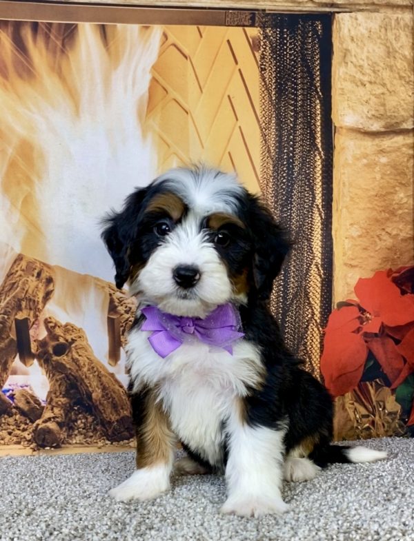 Photo of Ms. Helena the Mini-Bernedoodle puppy
