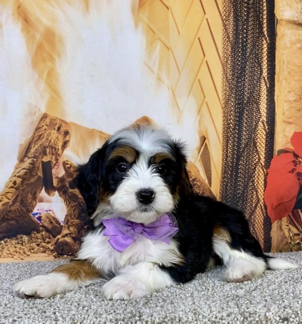 Photo of Ms. Helena the Mini-Bernedoodle puppy
