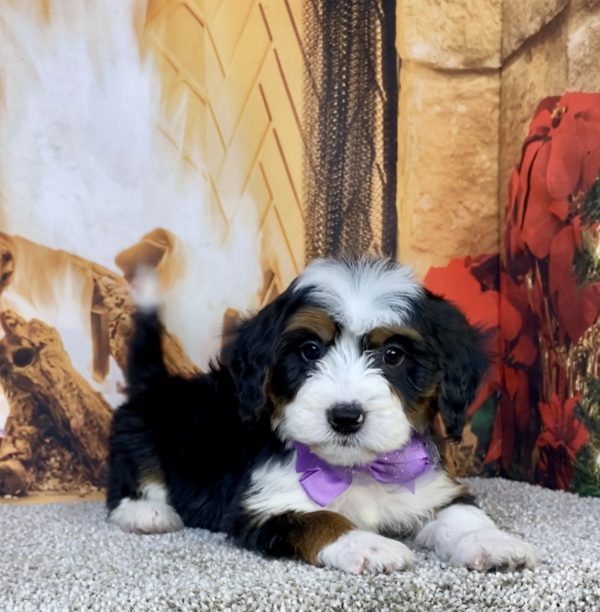 Photo of Ms. Helena the Mini-Bernedoodle puppy