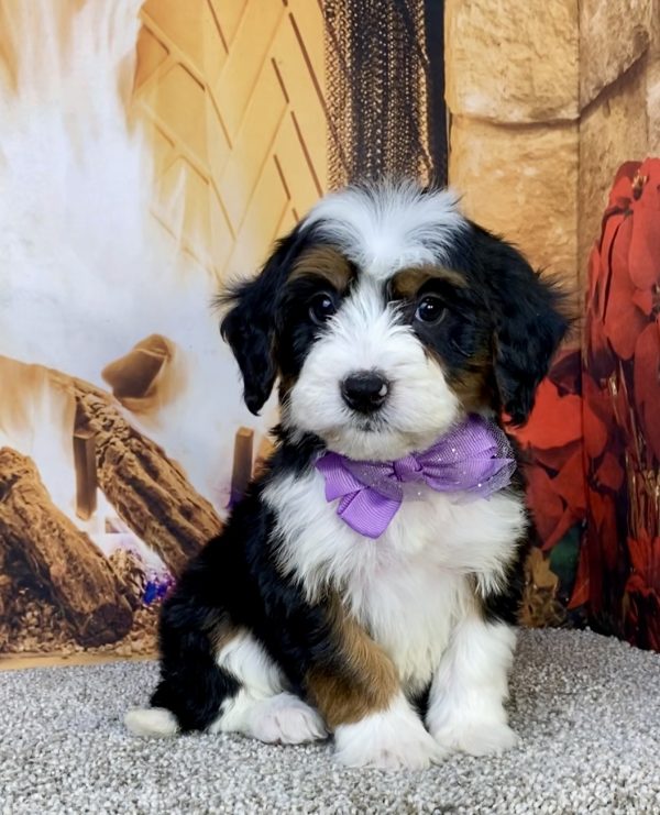 Ms. Helena the  Mini-Bernedoodle puppy