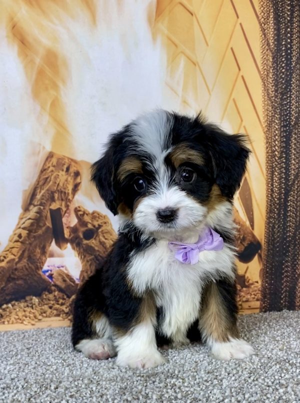 Ms. Honey the  Mini-Bernedoodle puppy