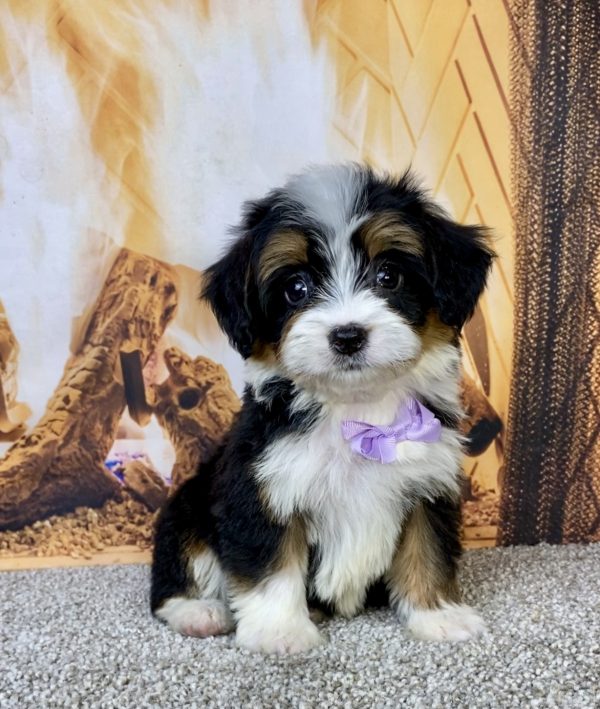Photo of Ms. Honey the Mini-Bernedoodle puppy
