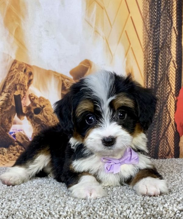 Photo of Ms. Honey the Mini-Bernedoodle puppy