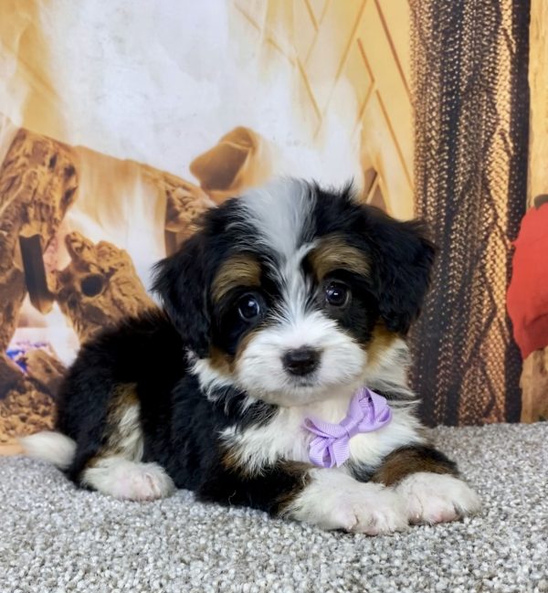 Photo of Ms. Honey the Mini-Bernedoodle puppy