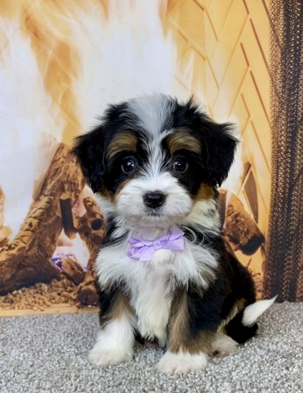 Photo of Ms. Honey the Mini-Bernedoodle puppy