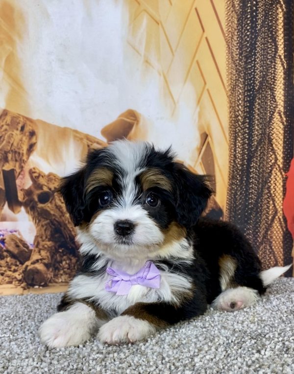 Photo of Ms. Honey the Mini-Bernedoodle puppy