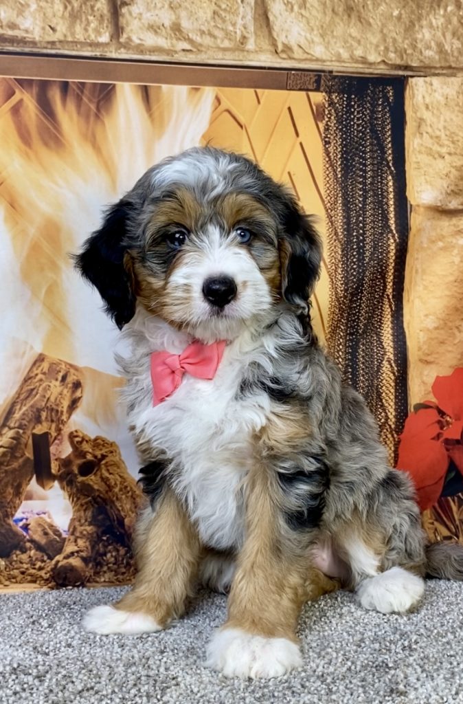 Photo of Ms. Ina the F2 Mini-Bernedoodle puppy