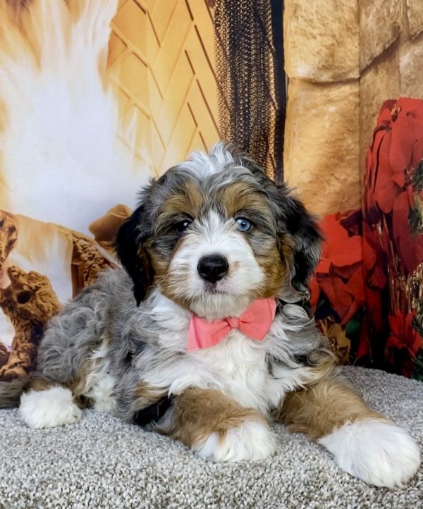 Photo of Ms. Ina the F2 Mini-Bernedoodle puppy