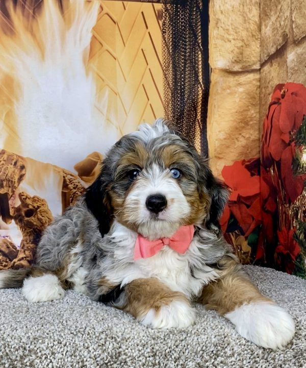 Photo of Ms. Ina the F2 Mini-Bernedoodle puppy