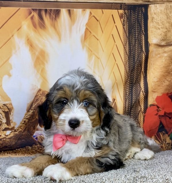 Photo of Ms. Ina the F2 Mini-Bernedoodle puppy