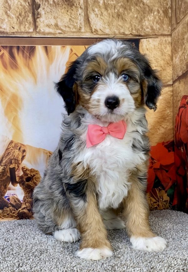 Photo of Ms. Ina the F2 Mini-Bernedoodle puppy