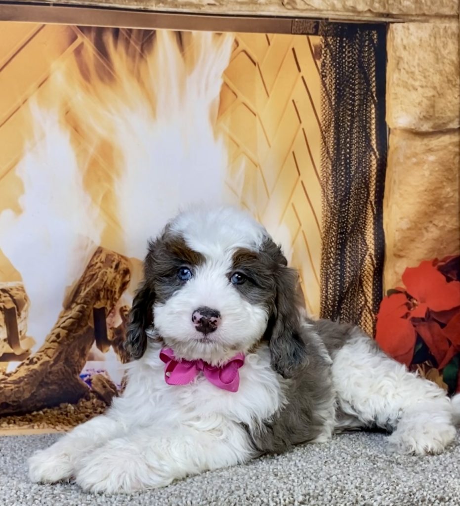 Photo of Ms. Indy the F2 Mini-Bernedoodle puppy