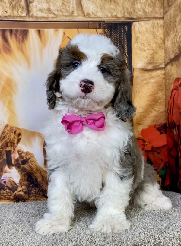 Photo of Ms. Indy the F2 Mini-Bernedoodle puppy