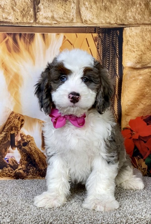 Photo of Ms. Indy the F2 Mini-Bernedoodle puppy