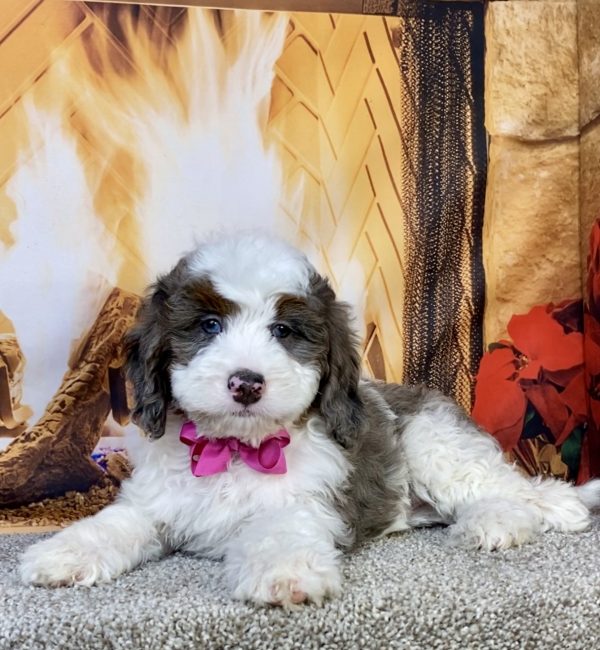 Photo of Ms. Indy the F2 Mini-Bernedoodle puppy